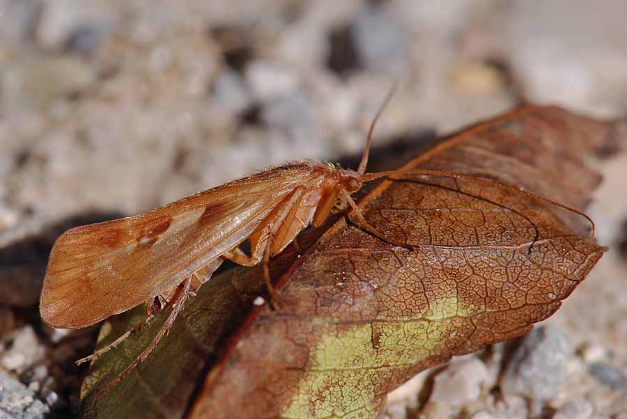 Limnephilus rhombicus